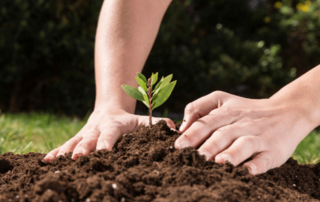 Person planting a small tree.