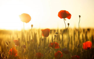 A beautiful sunset with red flowers in the foreground.