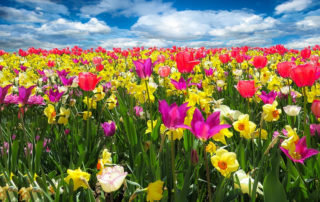 Colourful flowers with blue sky and clouds.