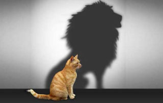 Showcasing a cat with a lion silhouette shadow.